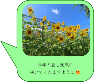 今年の夏も元気に咲いてくれますように