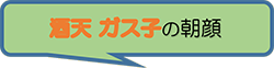 酒天ガス子の朝顔