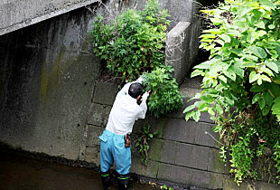 川に入って草を刈る人